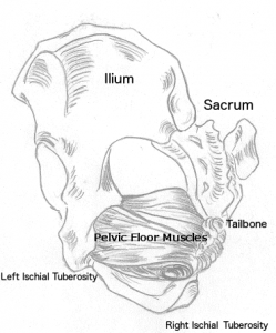 Pelvis wPF Drawing3